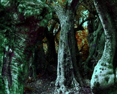 bosque_peq.jpg