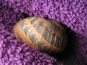 caracol.jpg